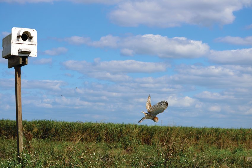 Florida Crystals provides habitat for barn owls who then provide natural pest (rodent) control to protect its sugarcane, rice and vegetable farms located mostly in Palm Beach County or south of Lake Okeechobee in the Everglades Agricultural Area. [Photo courtesy Florida Crystals]